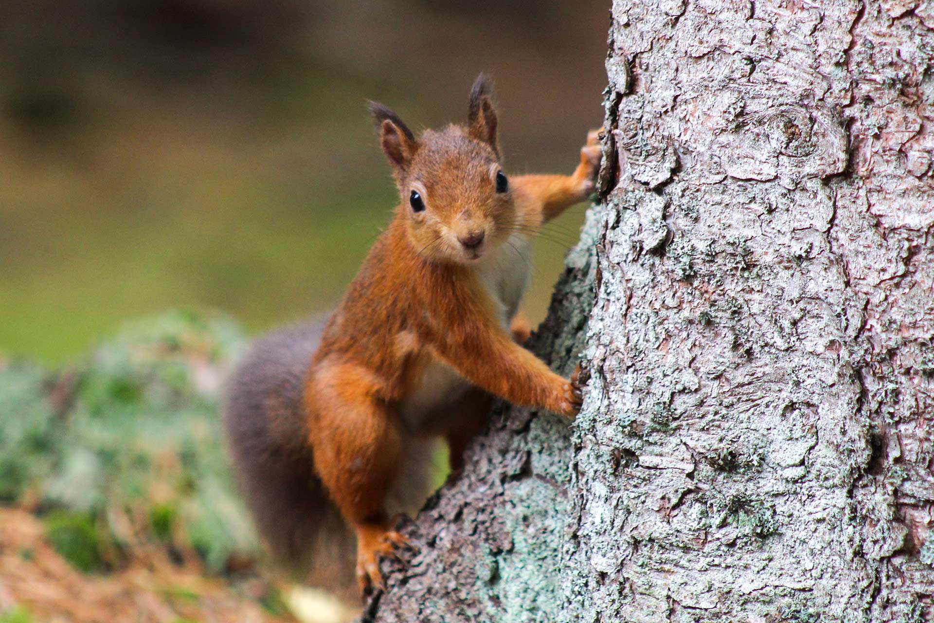 autumn-squirrel