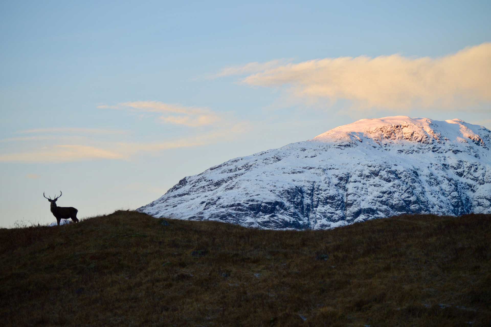 Red Deer in Glencoe